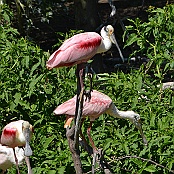 Roseate Spoonbill, Smith Oaks Sanctuary, High Island, Texas
